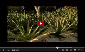 Click to watch the history of Stockton Aloe 1