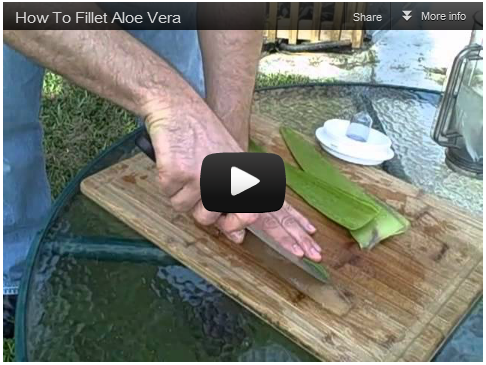 click to watch video How to Fillet Aloe Vera