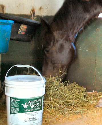 Horse Eating Aloe Vera Gel