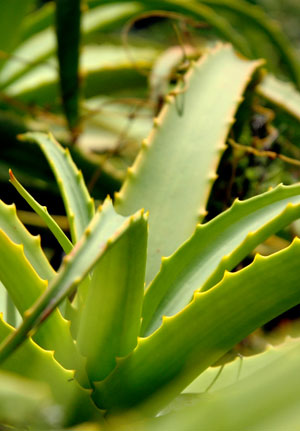 Stockton Aloe vera