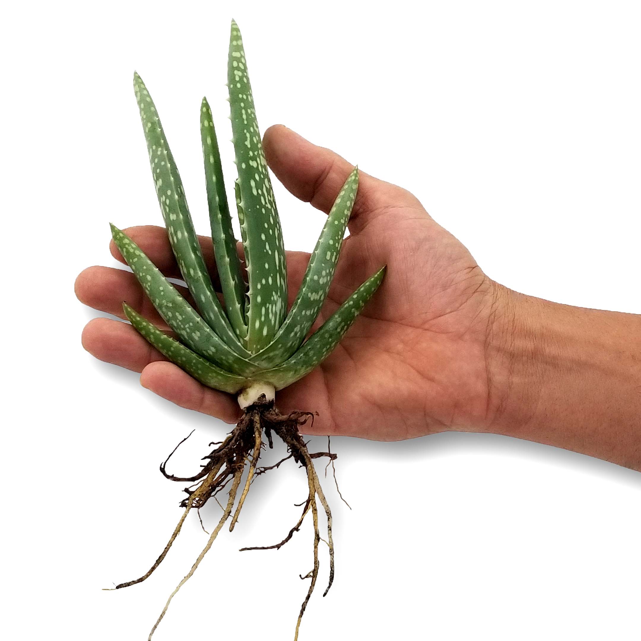 Live Plant Organic Aloe Vera Barbadensis-Miller-Stockton