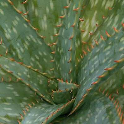 Lucila's Aloe plant