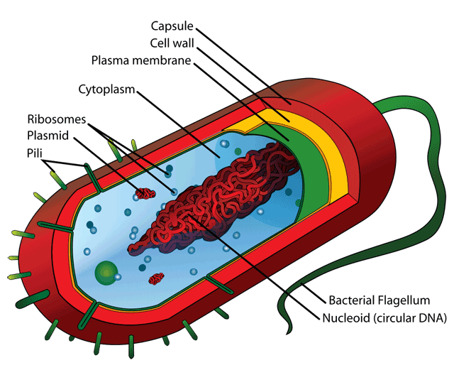 bacterium illustration