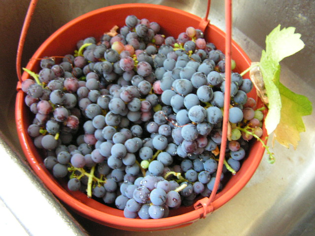 wine grapes for health