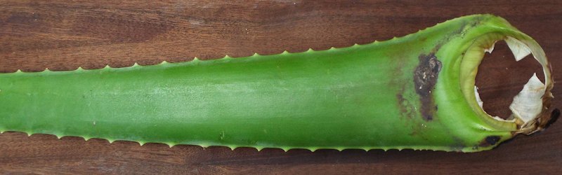 An aloe Vera leaf harvested one month earlier