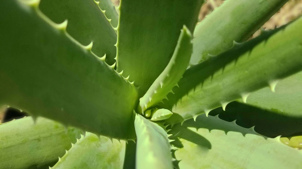 Aloe Plant Sky View Close Up