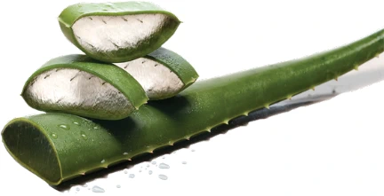Aloe Vera slices on an aloe leaf