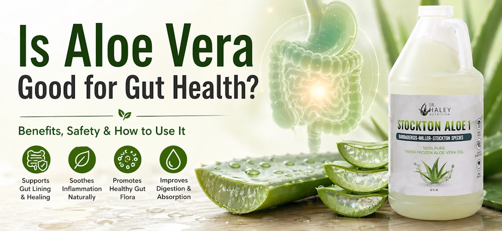 Inner leaf aloe vera for gut health with Stockton Aloe #1 bottle and digestive system illustration