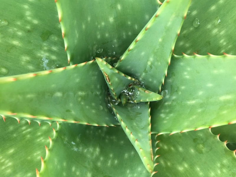 The center of an aloe vera plant