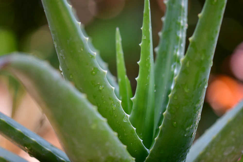 aloe vera bere Aloe Vera da Bere 99,4% Gusto Pesca main image 1