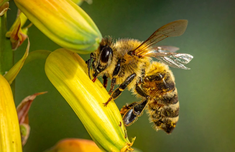 a bee on an aloe vera flower
