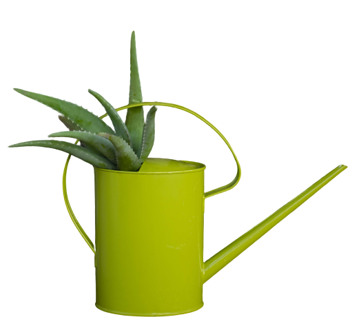 aloe vera in a watering tin