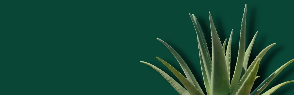 Haley Nutrition and Stockton Aloe 1 Background Aloe Banner