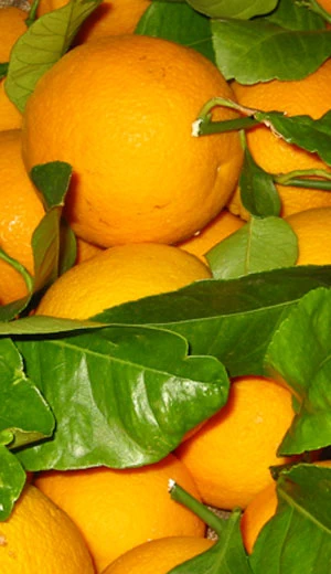picture of oranges